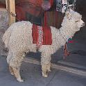 Peru 0815